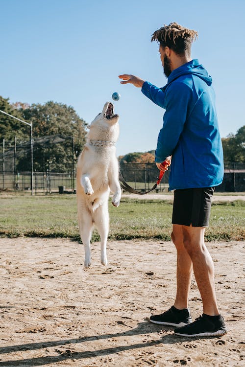 Sierra Canine Revolutionizes Service Dog Training and Dog Boarding in California
